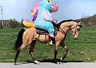 Buttercup - Mare in Mount Vernon, KY Buttercup - Mare in Mount Vernon, KY