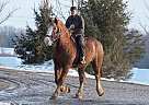 Belgian Draft - Horse for Sale in Eden Valley, ON L0L 2K0