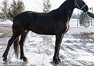 Friesian - Horse for Sale in Eden Valley, ON L0L 2K0 Friesian - Horse for Sale in Eden Valley, ON L0L 2K0