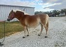 Haflinger - Horse for Sale in Artesia, NM 88210