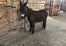 Donkey - Horse for Sale in Aldrich, MN 56434