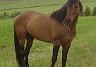 Mustang - Horse for Sale in Summerville, OR 