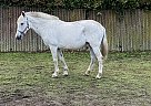 Andalusian - Horse for Sale in Modesto, CA 95358