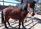Miniature - Horse for Sale in Pie Town, NM 87827