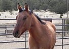 Quarter Horse - Horse for Sale in Pie Town, NM 87827