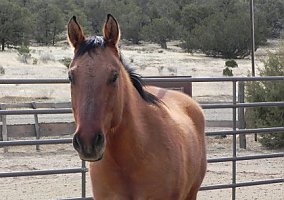 Quarter Horse (Quarter Horse, Stallion) in Pie Town, NM