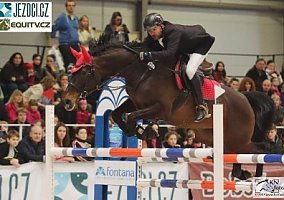 Warmblood (Warmblood, Mare)