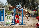 Thoroughbred - Horse for Sale in Alachua, FL 32615 Thoroughbred - Horse for Sale in Alachua, FL 32615