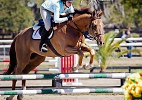 Thoroughbred (Thoroughbred, Gelding) in Alachua, FL