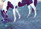 Paint Mare for Sale in Union Grove, North Carolina Missy