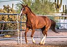 Quarter Horse - Horse for Sale in Phoenix, AZ 85140