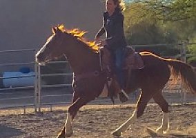Quarter Horse (Quarter Horse, Gelding) in Phoenix, AZ