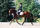 Experience Mare for Sale Piccolo's Dance