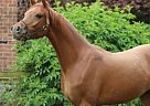 Lita Fabulous Pure Breed Arabian... Arabian Mare