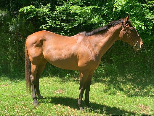 Beautifiul 16.2hh Thoroughbred