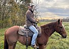 Quarter Horse - Horse for Sale in Angleton, TX 77515 Quarter Horse - Horse for Sale in Angleton, TX 77515