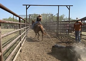 Quarter Horse (Quarter Horse, Mare) in Angleton, TX