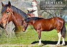 Clydesdale - Horse for Sale in Highlands Ranch, CO 80130
