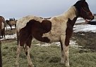 Cute Bay Tobiano Pinto Filly Half Arabian Mare