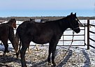 Cute Dark Bay Half Arab Filly Half Arabian Mare