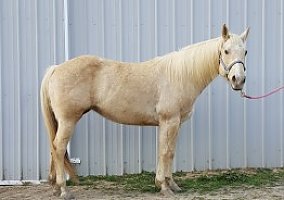 Diverse, Athletic Mare Quarter Horse Mare