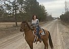 Doc - Gelding in Avoca, MI Doc - Gelding in Avoca, MI