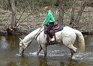 Whiskey - Gelding in Littlestown, PA Whiskey - Gelding in Littlestown, PA