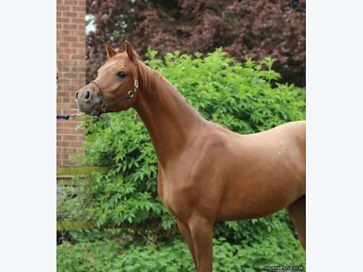 Lita Fabulous Pure Breed Arabian Mare FOR Sale