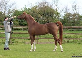 Arabian (Arabian, Mare) in Tampa, FL