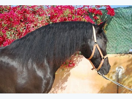 Mare Purebred Spanish (P.R.E)