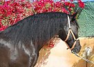 Andalusian - Horse for Sale in Alicante, 03294 Andalusian - Horse for Sale in Alicante, 03294