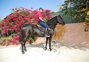 Andalusian / PRE (Andalusian / PRE, Mare)