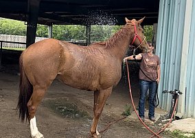 Quarter Horse (Quarter Horse, Gelding) in Rosanky, TX