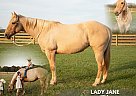 Paint - Horse for Sale in CHAPELHILL, TN 37091