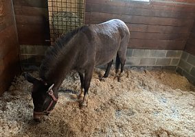 Mule (Mule, Mare) in Mount Holly, NC