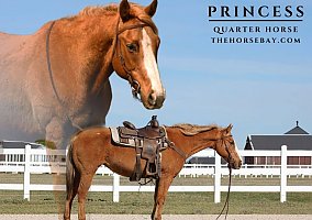 Quarter Horse