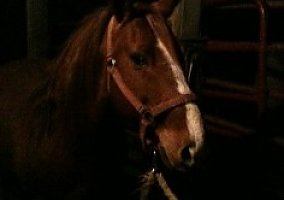 Quarter Horse (Quarter Horse, Stallion) in Oak Ridge, MO