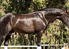 Bailaor - Stallion in Estepona, Bailaor - Stallion in Estepona,