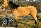 Tennessee Walking - Horse for Sale in , TN 30543