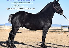 Peruvian Horse (Peruvian Horse, Stallion) in Moore, MT