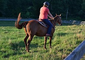 Quarter Horse (Quarter Horse, 16 yrs) in Millerton, PA