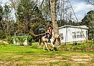 Whiskey - Gelding in Fayette, AL Whiskey - Gelding in Fayette, AL