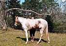 Whiskey - Gelding in Fayette, AL Whiskey - Gelding in Fayette, AL