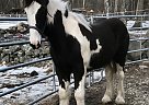 Picasso - Gelding in Clayville, RI Picasso - Gelding in Clayville, RI