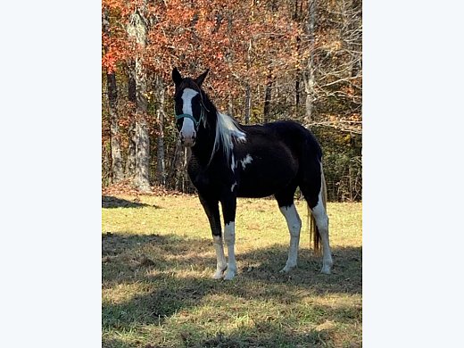 Trail Horse