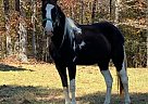 Spotted Saddle - Horse for Sale in Corbin, KY 40701