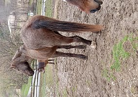 Tennessee Walking (Tennessee Walking, Gelding) in Rossiter, PA