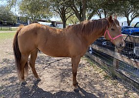 Quarter Horse (Quarter Horse, Gelding) in Richmond, TX