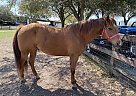 Quarter Horse - Horse for Sale in Richmond, TX 77406