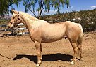 Handsome Palomino Tennessee Walk... Tennessee Walking Gelding